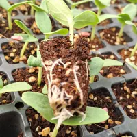 تولید انواع نشا صیفیجات|خدمات باغبانی و درختکاری|کهنوج, |دیوار