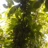 باغچه|فروش زمین و ملک کلنگی|چهاردانگه (تهران), |دیوار