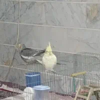 سلام دوستان چهارعددعروس هلندی سه میلیون|پرنده|فارسان, |دیوار