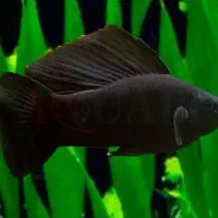 ماهی مولی مشکی|ماهی|ملایر, |دیوار