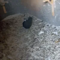 صید دیروز یه طوقی سیاه با یه سیاه جوجه سینه|پرنده|بجنورد, |دیوار