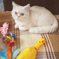 گربه بریتیش نژاد دار 6 ماهه|گربه|تهران, تهرانپارس شرقی|دیوار