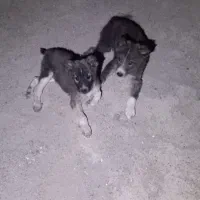 یک جفت سگ نر دهن پاک