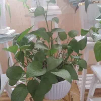 گل با گلدان