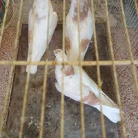 کبوتر ساده . چپ