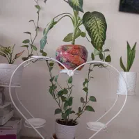جاگلدونی|گل و گیاه طبیعی|تهران, مسعودیه|دیوار