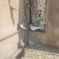 کبوتر|پرنده|شیراز, فرودگاه شهید دستغیب شیراز|دیوار