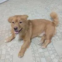 سگ ها فروشی خانگی|سگ|سرپل ذهاب, |دیوار