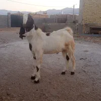 کهره بذری بره بز میش قوچ