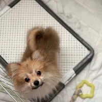 سگ پامرین فوری