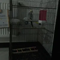 واگذاری  پرنده