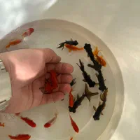 ماهی عمده|ماهی|شهرکرد, |دیوار