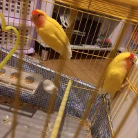 دو تا کوتوله برزیلی آواز خوان|پرنده|اسکو, |دیوار