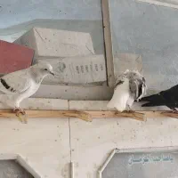 کبوتر