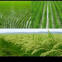 فروش شالیزار پرمحصول