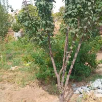 فروش-باغ-ویلایی