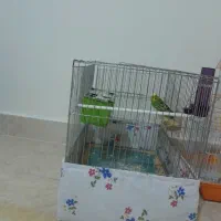 مرغ عشق با قفس|پرنده|اسلام‌شهر, شهرک واوان|دیوار