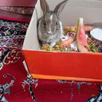 خرگوش