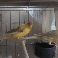 یک جفت قناری همراه باتخم