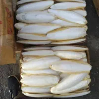 کف دریا|لوازم جانبی حیوانات|بوشهر, |دیوار