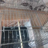قفس بزرگ. کاسکو و عروس هلندی|لوازم جانبی حیوانات|ری, فیروزآبادی|دیوار