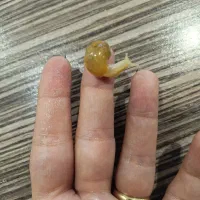 جوجه حلزون