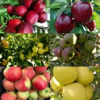 نهال آلو قطره طلا و بادام سنگی|خدمات باغبانی و درختکاری|بروجرد, |دیوار