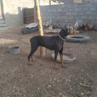 سگ دوبرمن|سگ|رونیز, |دیوار