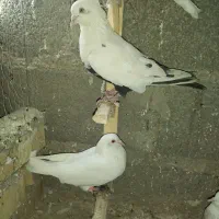 چپ سیاه وسفید|پرنده|نیشابور, دربقاضی|دیوار