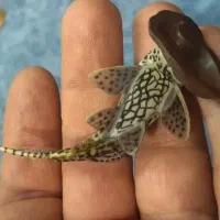 فیگور بی نظیر ماهی لجن خوار یا کتفیش برند کایودو|کلکسیون و سرگرمی|تهران, گلستان (شهرک راه آهن)|دیوار