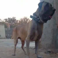 سگ سرابی اصیل