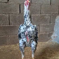 تخم اوشامو|حیوانات مزرعه|کرمانشاه, |دیوار