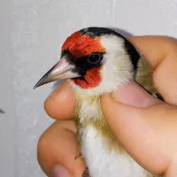 یه سهره نر عطیقه گل قفل