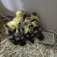 بچه اردک اسرائیلی|حیوانات مزرعه|لولمان, |دیوار