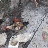 تخم مرغ نطفه دار محلی نژاد عالی برا جوجه کشی