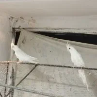 یه جفت عروس آلبینو|پرنده|رفسنجان, |دیوار