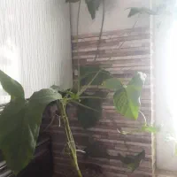 سینگونیوم/پتوس/برگ انجیری/آگلونما/قلمه|گل و گیاه طبیعی|تهران, شادآباد|دیوار