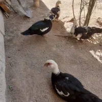 مرغابی مسکویی