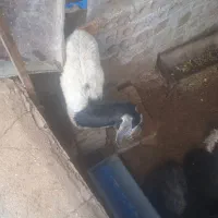 فروش و معاوضه یک راس بیگ و تیر بز|حیوانات مزرعه|اردل, |دیوار