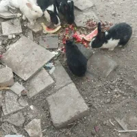 خرگوش|موش و خرگوش|فولادشهر, A1|دیوار