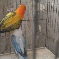 کتوله|پرنده|سراوان, |دیوار