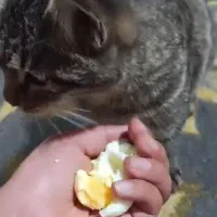 واگذاری گربه خانگی رایگان