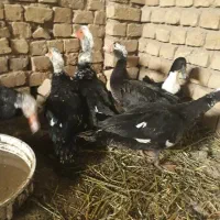 سه عددخروس ۵تااسراعیلی ۱معمولی سه تانریه ماده