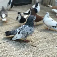 سرور سوسک کل دم دستر پر کاکل نر کل دم ماده سبز