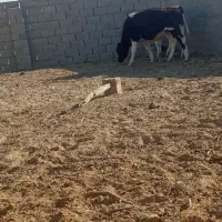 گوساله دونرخارجی|حیوانات مزرعه|زابل, |دیوار