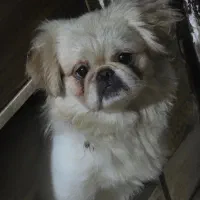 سگ پیکینیز ماده عقیم شده یک ساله