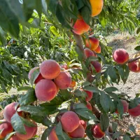 انواع نهال لیبلدار میوه و خشکبار