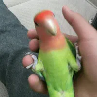 کوتوله برزیلی دستی|پرنده|قم, پردیسان|دیوار