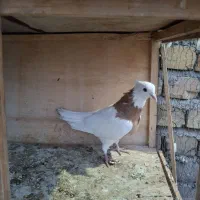 زرد طوقی ماده جوان