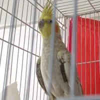 عروس هلندی مولد